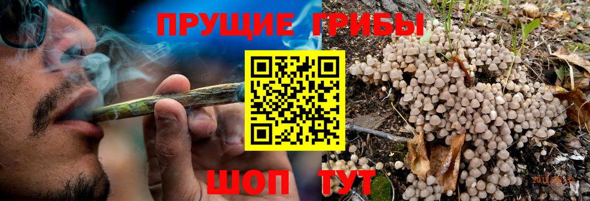 Галлюциногенные грибы прущие грибы  цена   Вход с VPN  Протвино  Галлюциногенные грибы Psilocybe 